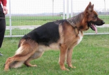 public/dog_images/702/1721517681.Amigo von Panoniansee.jpg